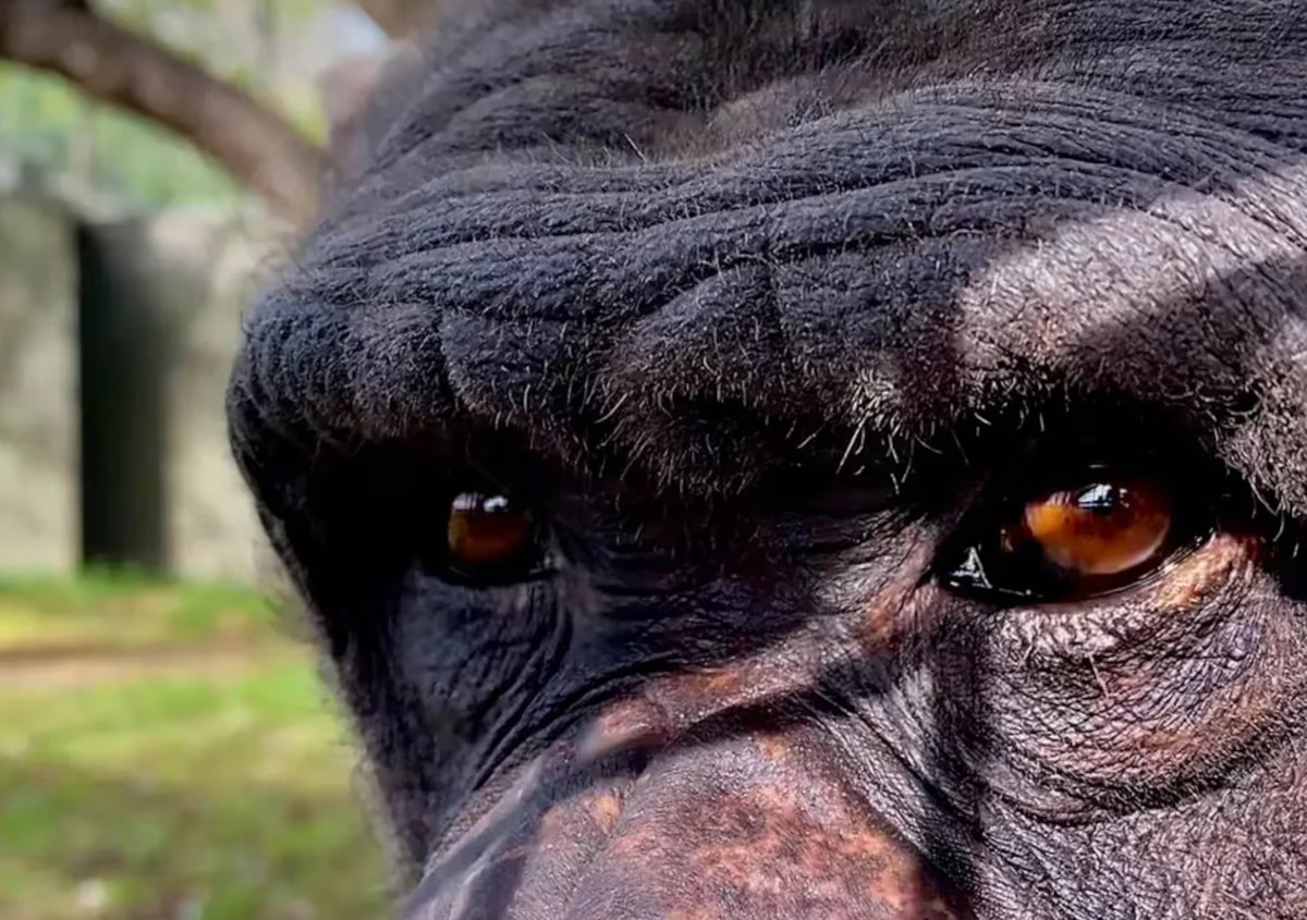 chimpancé3 chimpancé3