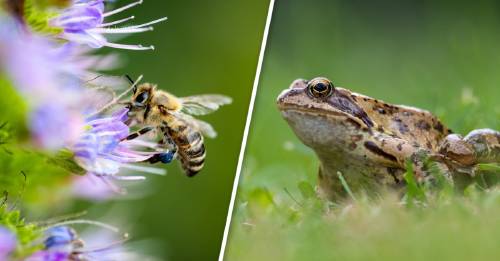 Así es como puedes proteger la biodiversidad desde el patio de tu casa