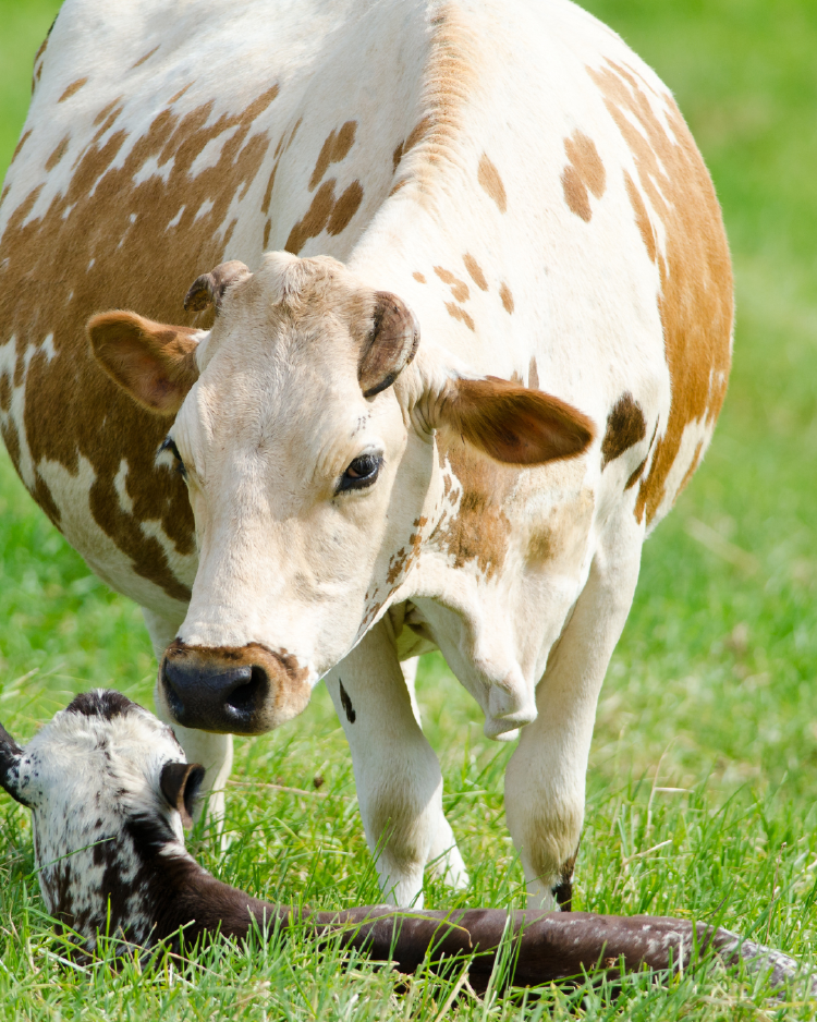 Vaca y ternero Vaca y ternero