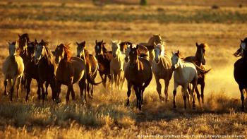 caballos caballos