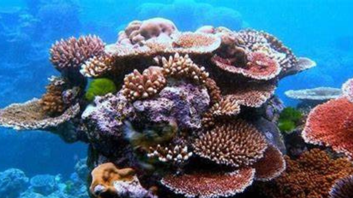 Un buzo español descubrió el coral más grande del mundo en una remota región en el suroccidente del océano Pacífico (Foto: Pinterest)