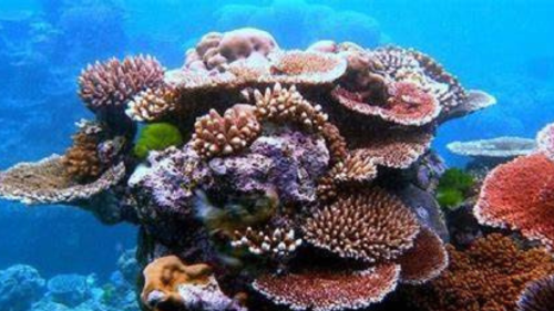 coral.png Un buzo español descubrió el coral más grande del mundo en una remota región en el suroccidente del océano Pacífico (Foto: Pinterest)