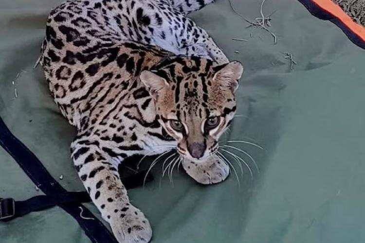 felino El ocelote regresa a Corrientes tras décadas de ausencia, restaurando su rol ecológico (@rewilding argentina)