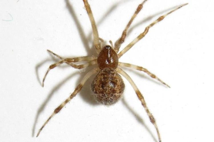 arana.jpg Investigadores financiados por la Marina de Estados Unidos lograron que arañas domésticas produjeran seda roja fluorescente mediante la técnica CRISPR. (PINTEREST)