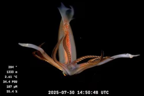 especies maritimas Entre otras acciones destacadas, el equipo espera generar modelos 3D de especies emblemáticas y producir material educativo para escuelas, museos y clubes de ciencia. (LN)