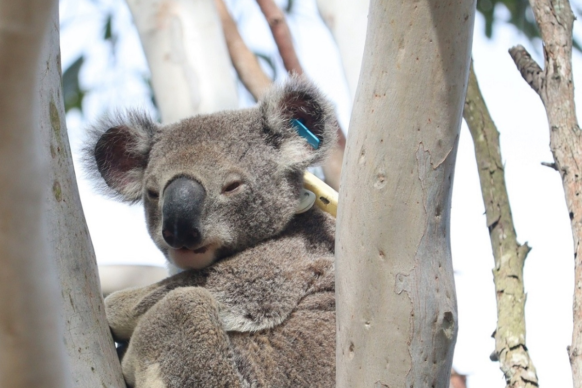 koala La situación actual en Australia muestra la complejidad de la gestión de la vida silvestre en un contexto marcado por el cambio climático y los desastres naturales. (Foto: Pinterest)