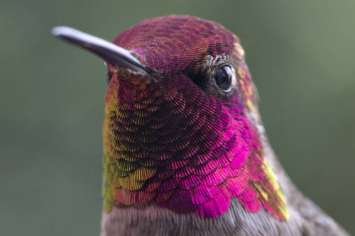 La pandemia de coronavirus también perjudica a los colibríes