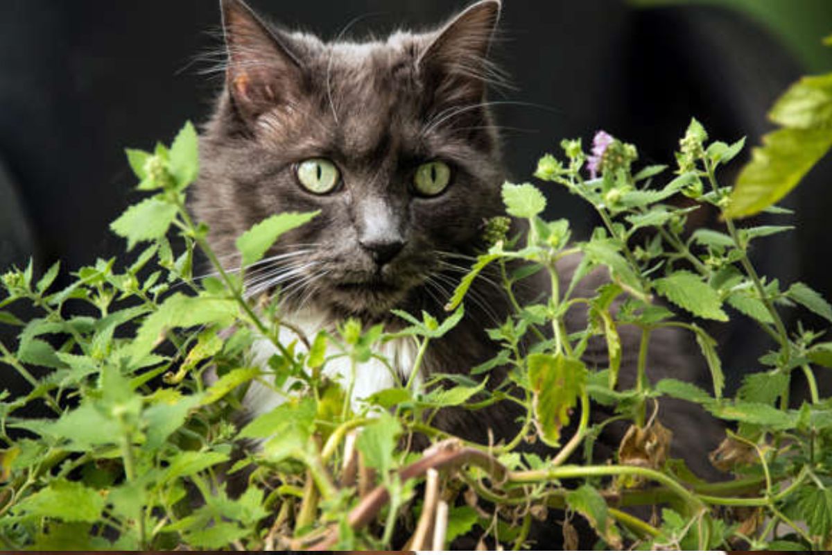 Más allá de la ciencia, la hierba gatera se ha convertido en una aliada del bienestar animal. (msn.com)