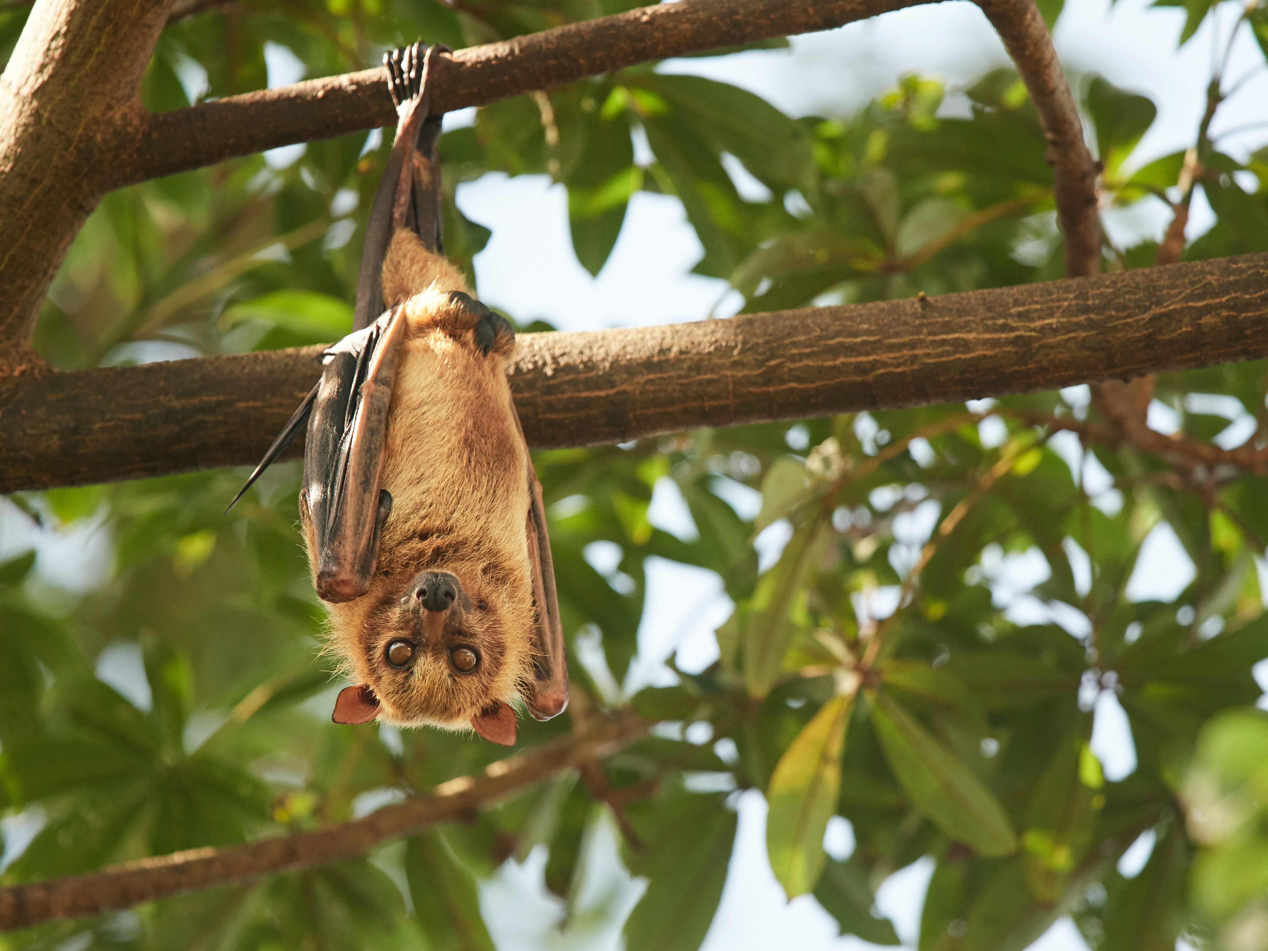Murciélago endémico de Sulawesi colgando de un árbol.