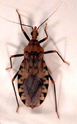 Panstrongylus (Entomología Médica IMT UCV) Panstrongylus (Entomología Médica IMT UCV)