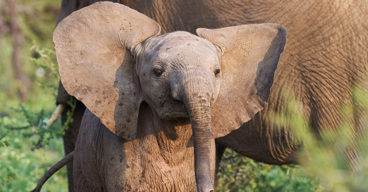 Un Santuario Asiatico Le Salvo La Vida A Un Elefante De 4 Meses