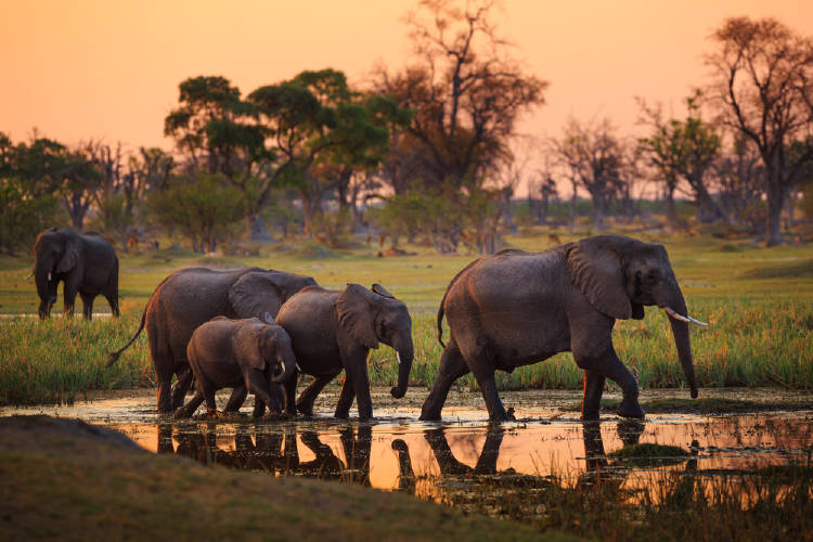 elefantes botsuana