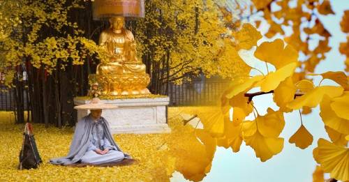 Este árbol Ginko tiene 1400 años y cada año ofrece un espectáculo impactante