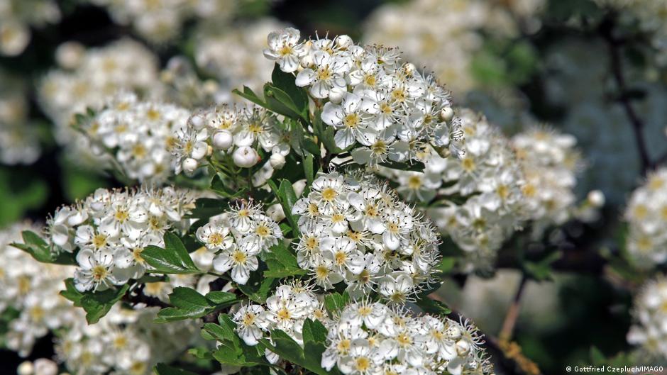 Espino albar planta medicinal El espino albar podría ser usado en el futuro para tratar enfermedades cardiovasculares.