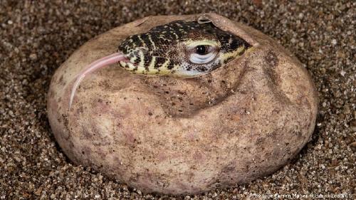 60142743_303 60142743_303