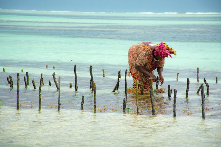 Cultivo de algas en Zanzibar