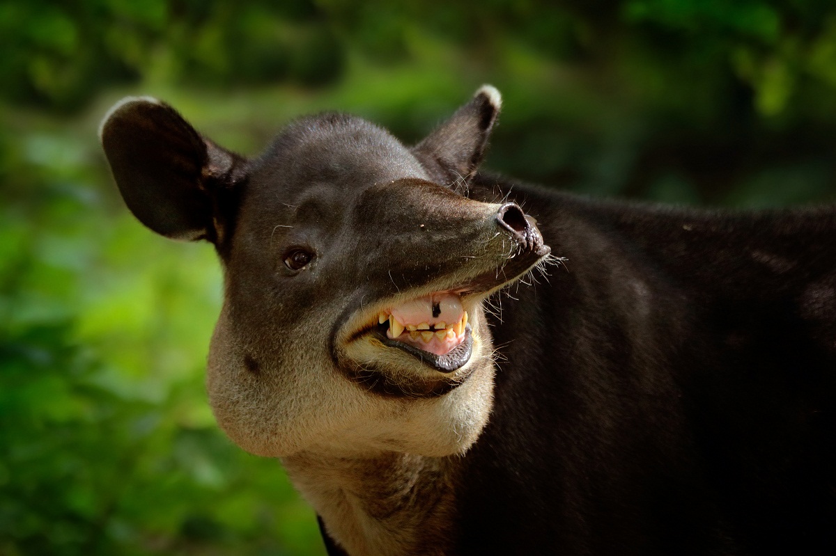 Tapir Biodiversidad