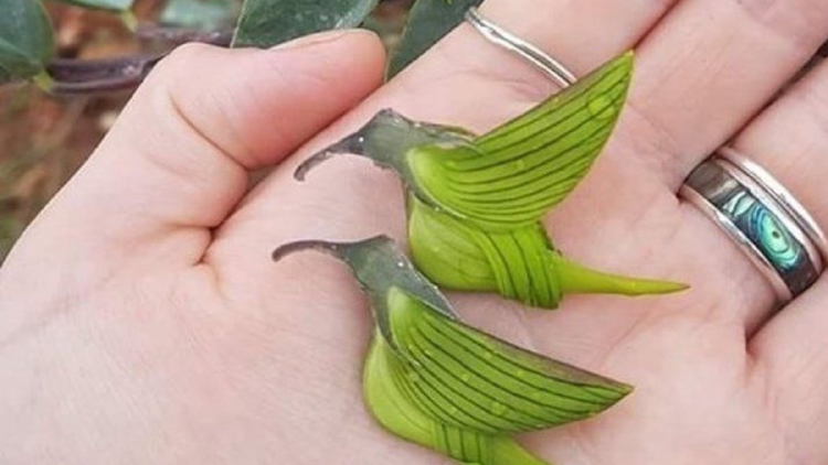 plantas Más allá de su increíble apariencia, esta planta perenne de la familia Fabaceae es un símbolo de resistencia y adaptación. (Foto: Pinterest)