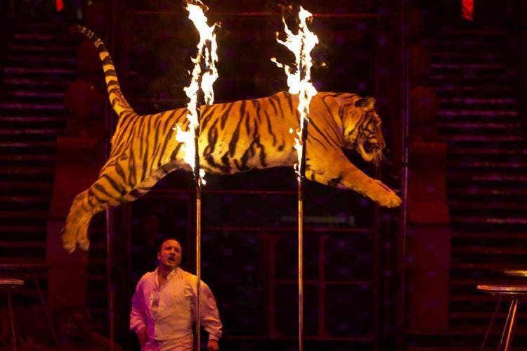 circo animales