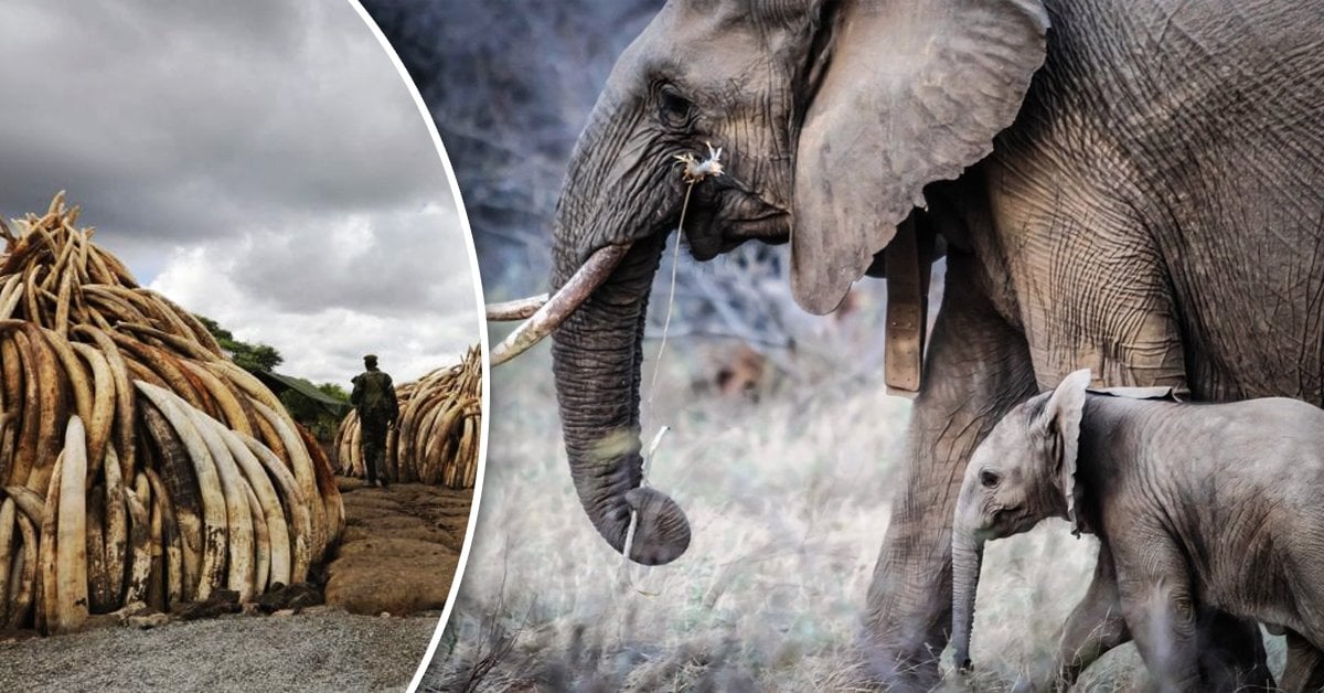 Esto le hacemos a los elefantes: así de impactante es la caza furtiva |  Bioguia