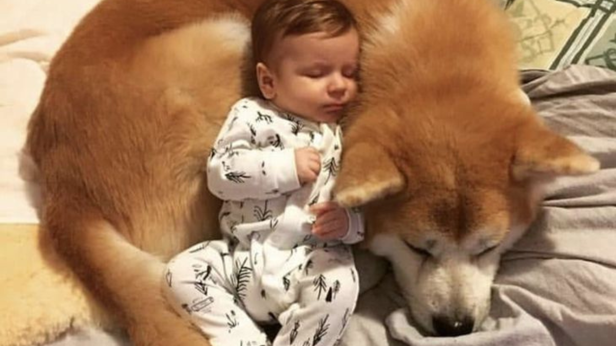 perro bebe Sistema inmunológico infantil: los microorganismos de los perros lo fortalecen: en los últimos años, se investigó cómo el entorno doméstico influye en el organismo (Foto: Pinterest)