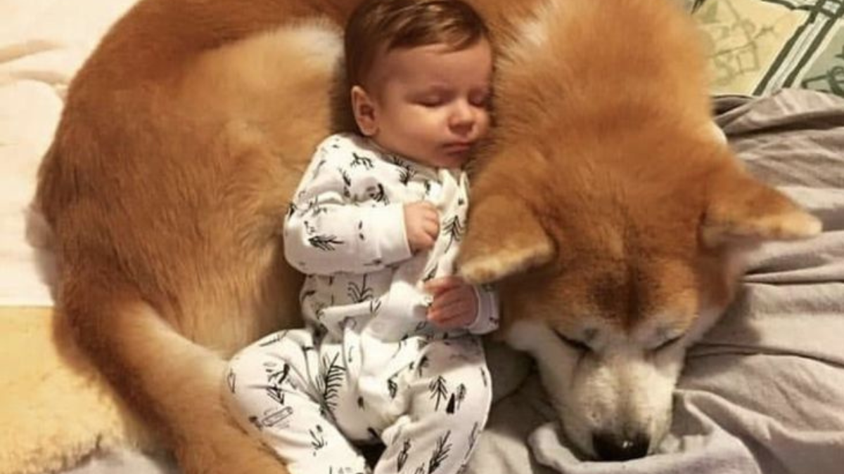 Sistema inmunológico infantil: los microorganismos de los perros lo fortalecen: en los últimos años, se investigó cómo el entorno doméstico influye en el organismo (Foto: Pinterest)