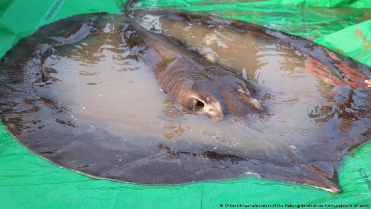Pez de agua dulce más grande del mundo El mayor pez de agua dulce del mundo, una raya gigante de 300 kilos.