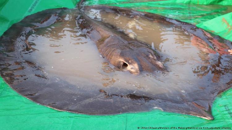 El mayor pez de agua dulce del mundo, una raya gigante de 300 kilos.