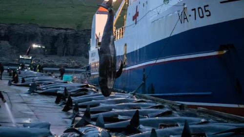 ballenas feroe2 ballenas feroe2