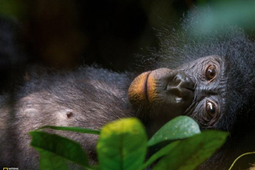 chimpance Hallazgo: las hembras bonobos se unen para protegerse de los machos en pos de organizar su sociedad. (Foto: Pinterest)