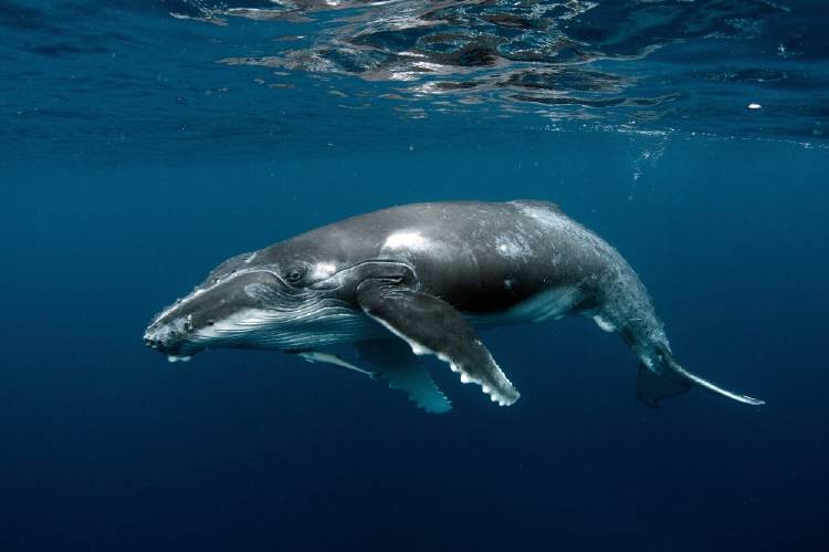 Una ballena murió en Filipinas por ingerir bolsas de plástico