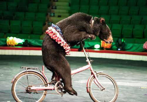 OSOS CIRCO 4 OSOS CIRCO 4