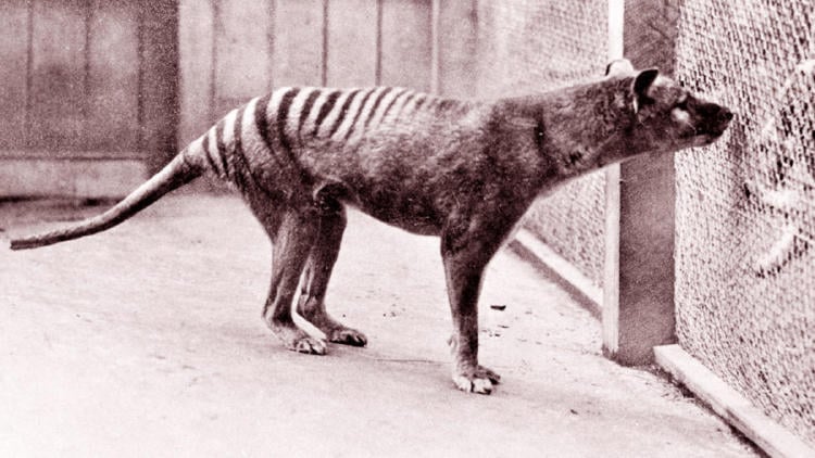 lobo de tasmania3 lobo de tasmania3