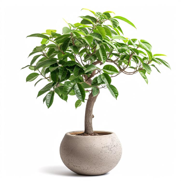 plantas ficus plantas ficus