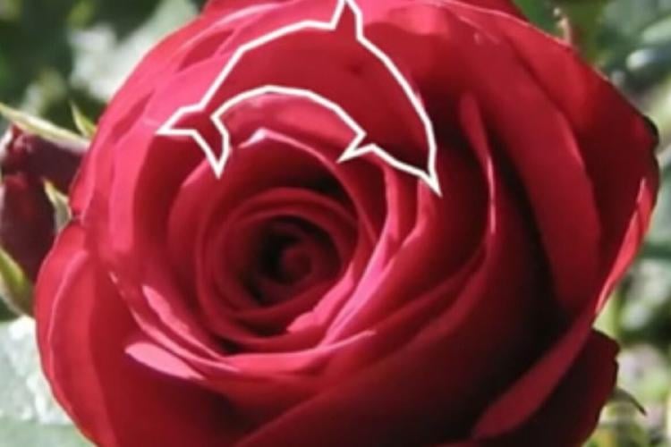 test visual Test visual: resultado del delfín en la rosa