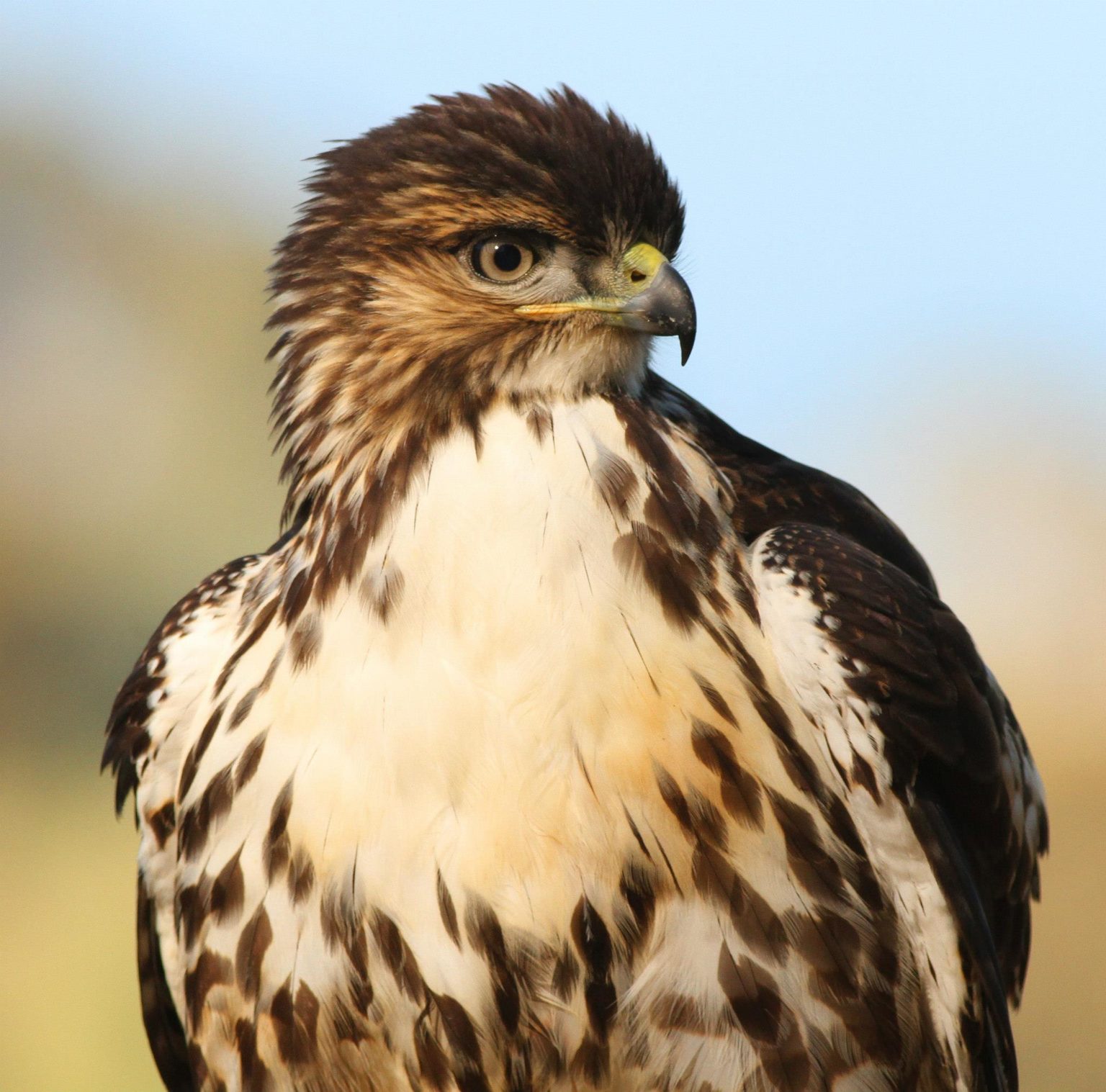 Juvenile Rufous tailed Hawk PH Tomas Rivas Fuenzalida 1 1536x1517