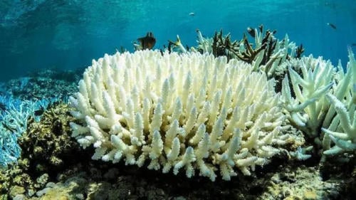 coral blanco coral blanco