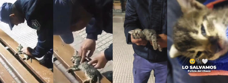 gato2 gato2