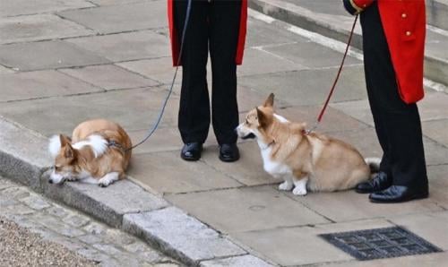 corgis isabel II corgis isabel II