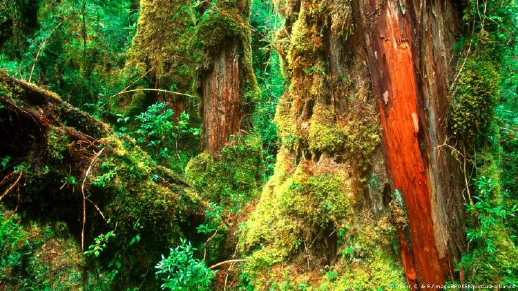 Troncos de árboles de Alerce, en el bosque tropical húmedo Pumalín, Chile.