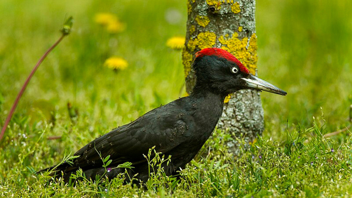 Hay que aves usan hormigueros para sanar su piel y cuidar sus plumas.