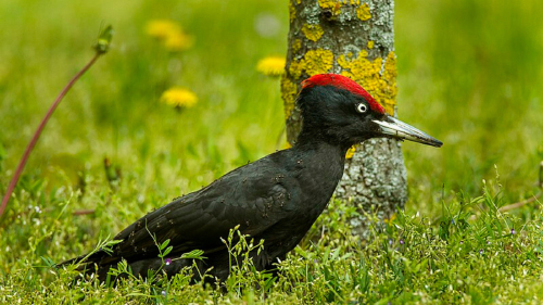 anting Hay que aves usan hormigueros para sanar su piel y cuidar sus plumas.