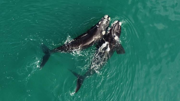 ballenas francas 1