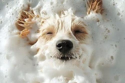 perro bañado Además de una buena alimentación, vacunas al día y controles veterinarios, el cuidado de la piel en perros y gatos es esencial para su bienestar general. (pinterest)