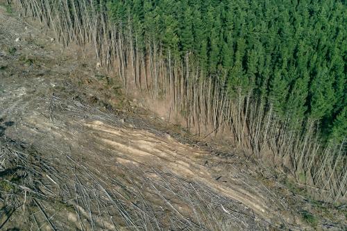 deforestación de bosques 