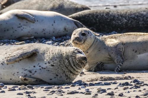 Reino Unido estableció el santuario marino más grande del Atlántico