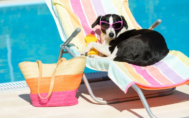 perro tomando sol piscina