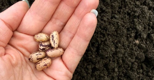 distintos tipos semilla huerto distintos tipos semilla huerto