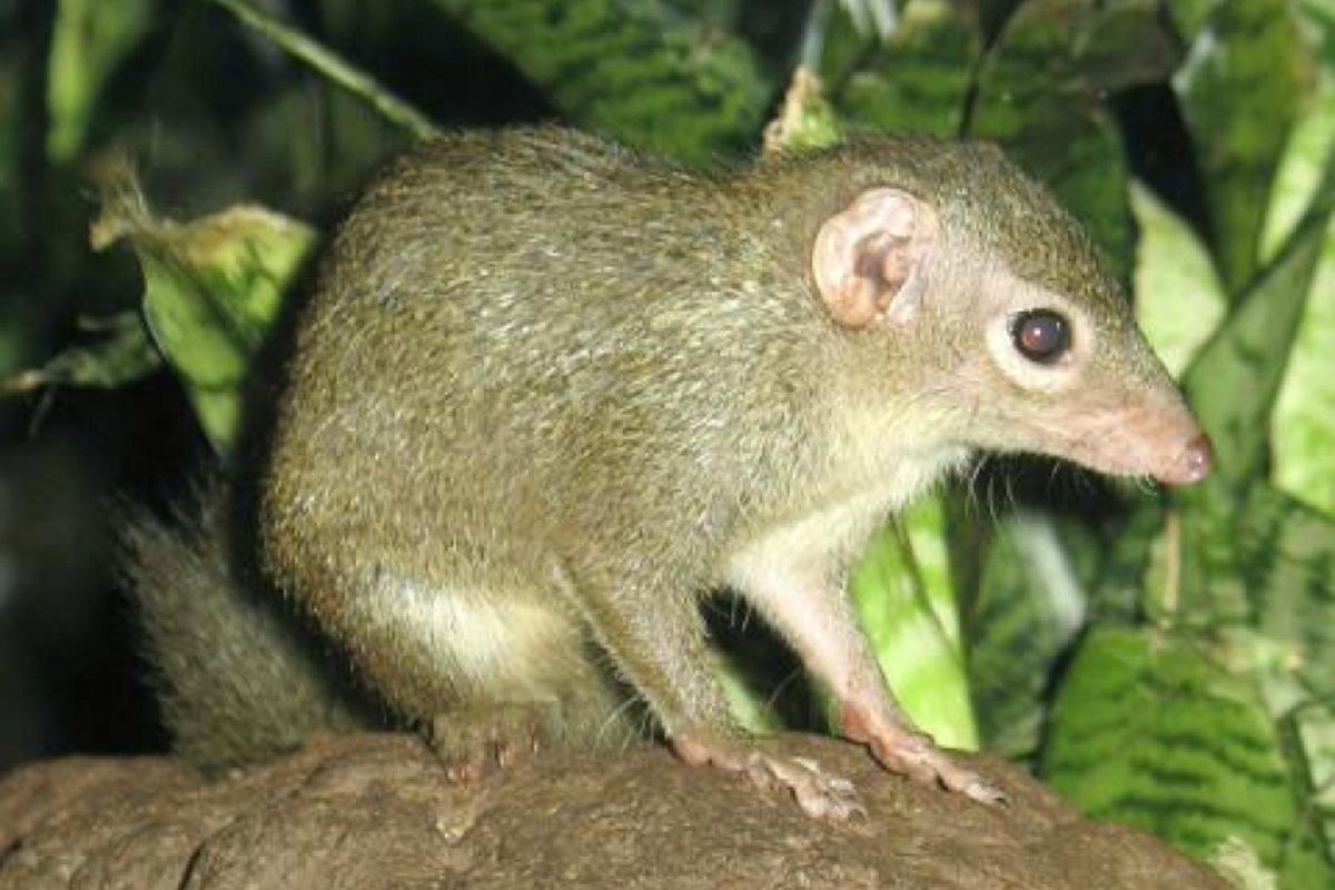 tupaya El animal se sube a la flor, se sienta sobre el cuello de la “jarra” y lame la sustancia dulce. Mientras tanto, la tupaya hace sus necesidades y sus heces caen dentro de la corola (Fuente: Pictolic)