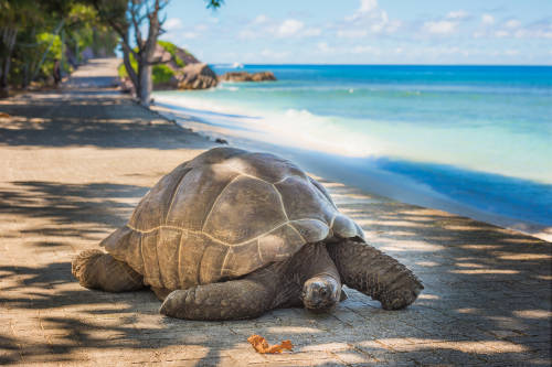 tortuga gigante islas seychelles